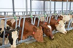 Perfektní komfort pro krávy v robotické volné stáji