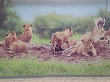 Neuer Unterstand der Löwen im Tierpark Stadt Haag